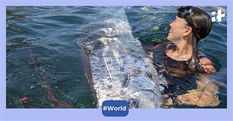 Extremely rare oarfish spotted in California, here is why it is called .